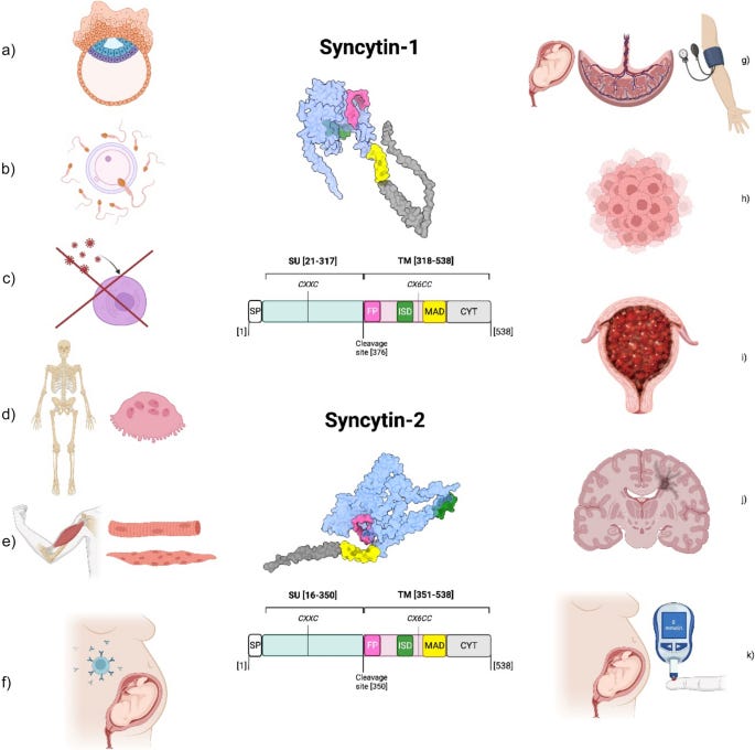 Syncytin-1, syncytin-2 and suppressyn in human health and disease | Journal  of Molecular Medicine