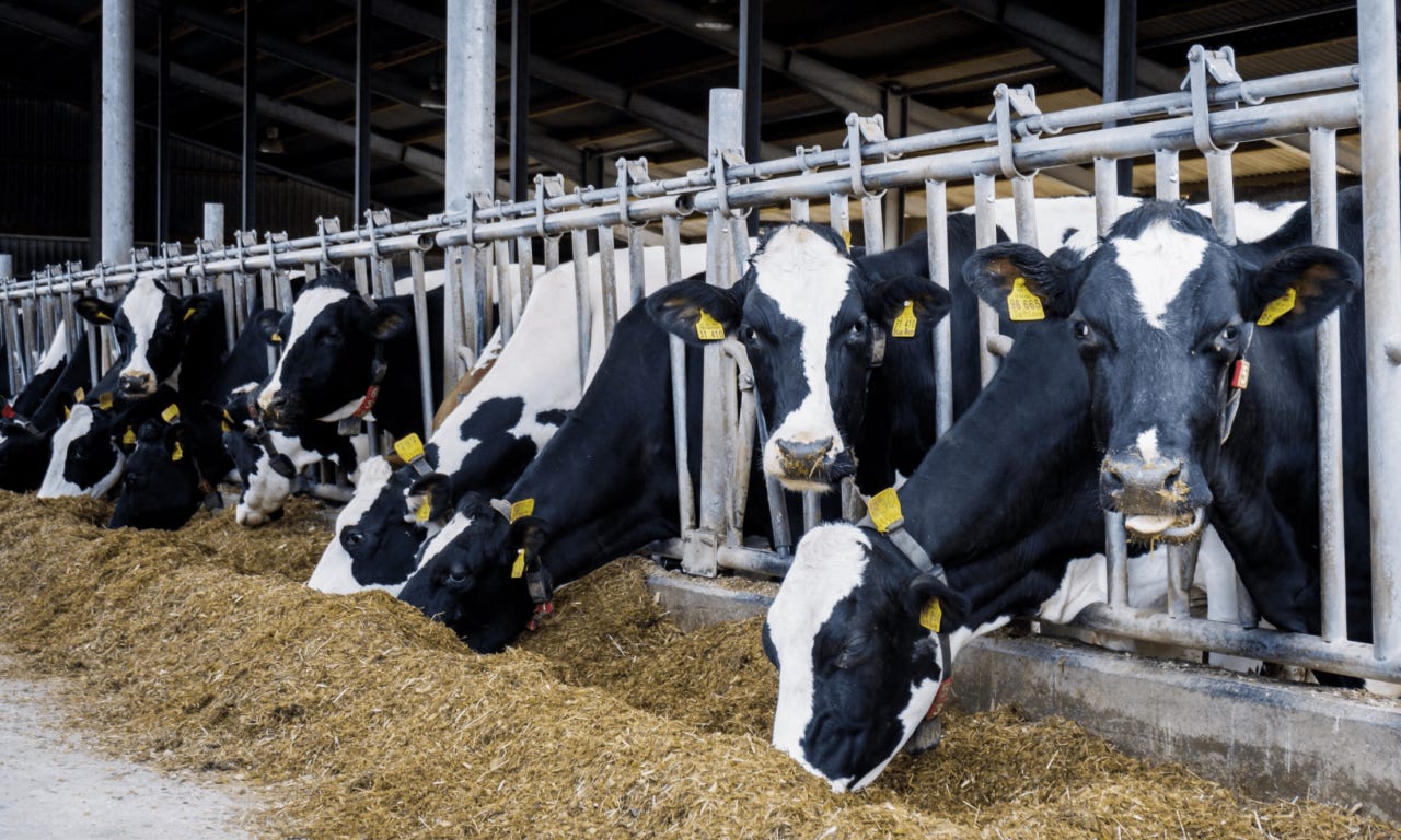 What Is A CAFO (Concentrated Animal Feeding Operation)?