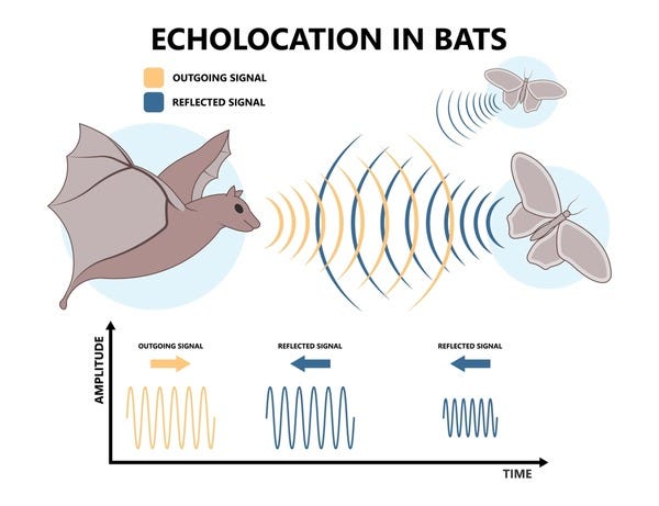 436 Bat Ultrasound Royalty-Free Images, Stock Photos & Pictures |  Shutterstock