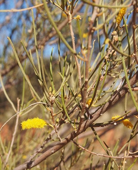 Acacia aneura [flowers and foliage wikicommons].jpg