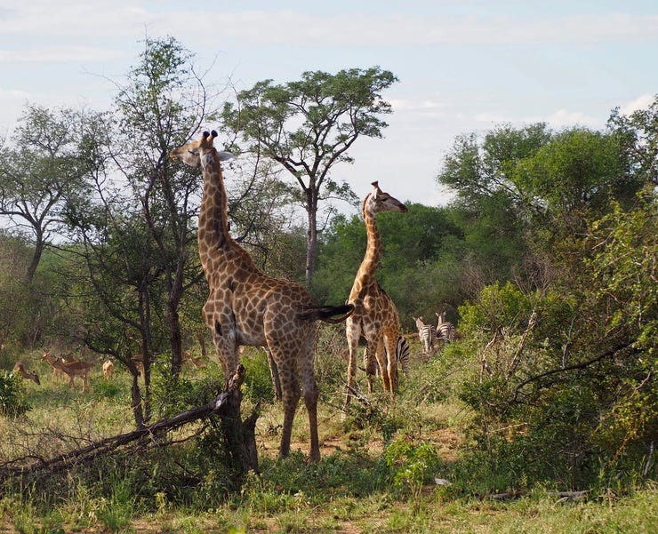 Giraffes, Zebras and Impalas