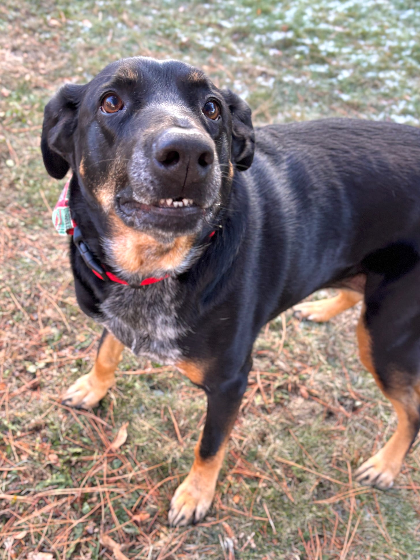 Black dog with brown spots over her eyes and a patch of gray fur on her chest standing on grass