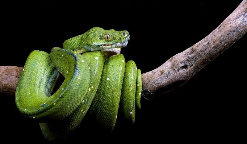 A Agenda Verde da ONU Provocará Fome