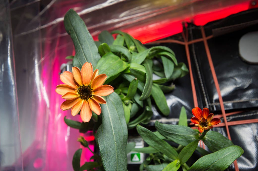 Closeup of zinnia flower with green leaves in VEGGIE growth chamber on space station