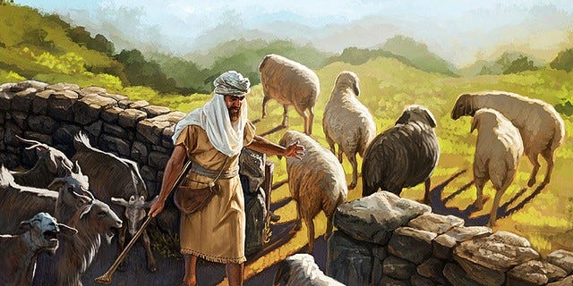 How Does A Shepherd Separate Sheep From Goats