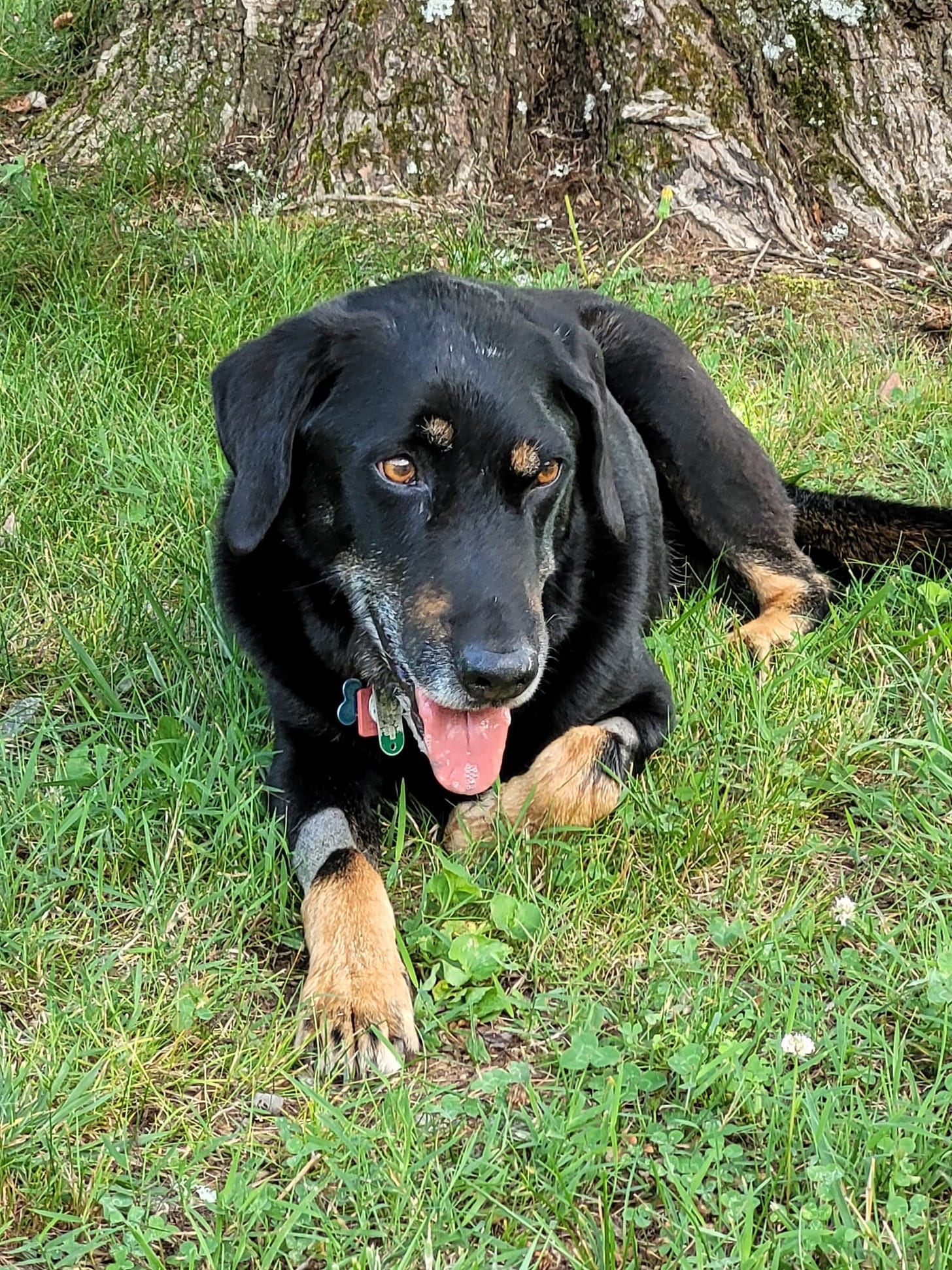 A black and tan dog with his tongue out relaxing in the grass beside a tree