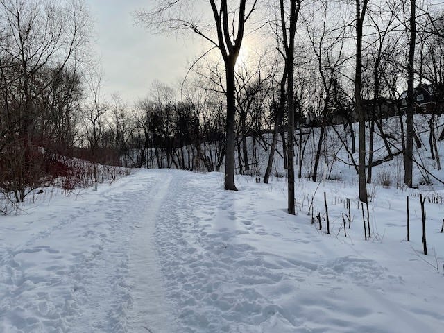 A snowy trail with trees in morning light