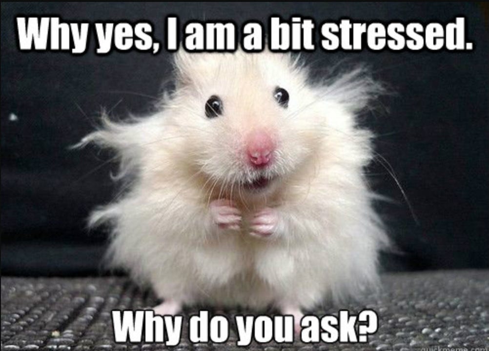 A disheveled-looking white mouse meme that reads, "Why yes, I am a bit stressed. Why do you ask?"