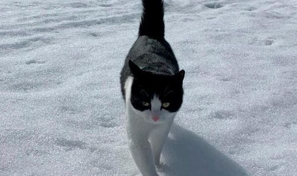 Black and white cat in the white snow