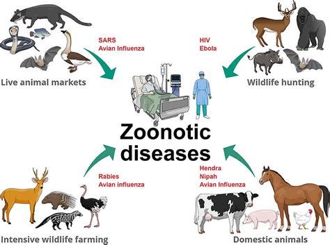 Zoonotic diseases definition & common zoonotic diseases in humans