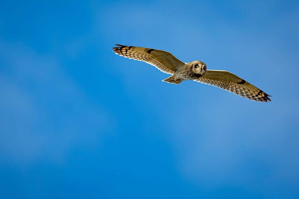 A flying Owl