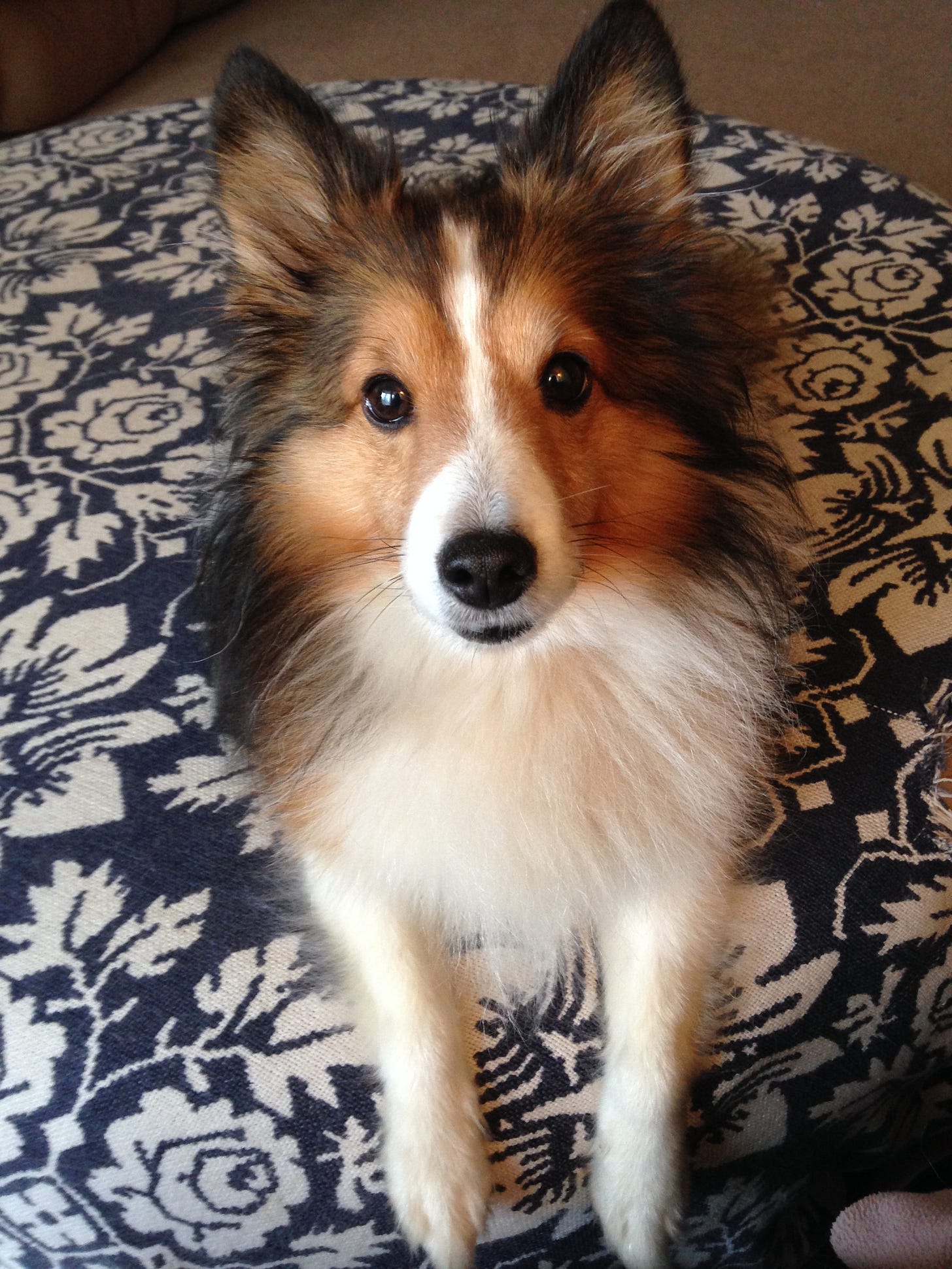 Red and white sheltie staring at the camera