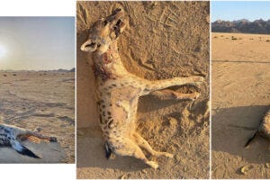 The spotted hyena’s cadaver in Elba Protected Area.