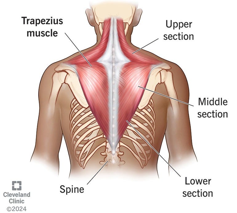 Trapezius Muscle: What It Is, Anatomy & Function