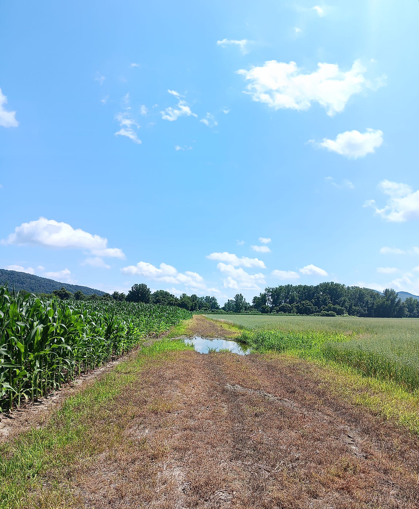 Picture of a grassy and dirt road in the East Meadows with corn on the left and a different cereal crop on the right. There is a puddle in the road. 