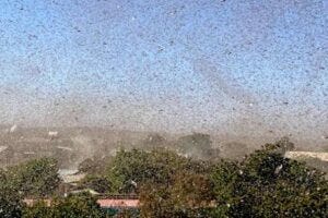 Locust swarm fills the skies in Ethiopia Credit: Keith Cressman, FAO