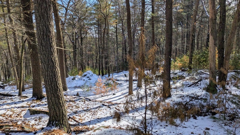 Snow on the ground in a pine forest