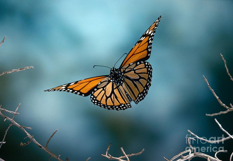 Monarch Butterfly In Flight Photograph by Stephen Dalton - Pixels