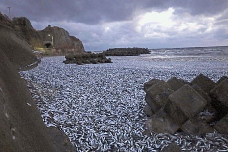 Sardines and mackerels are seen washed up on a beach in Hakodate, Hokkaido, northern Japan Sardines and mackerels are seen washed up on a beach in Hakodate, Hokkaido, northern Japan