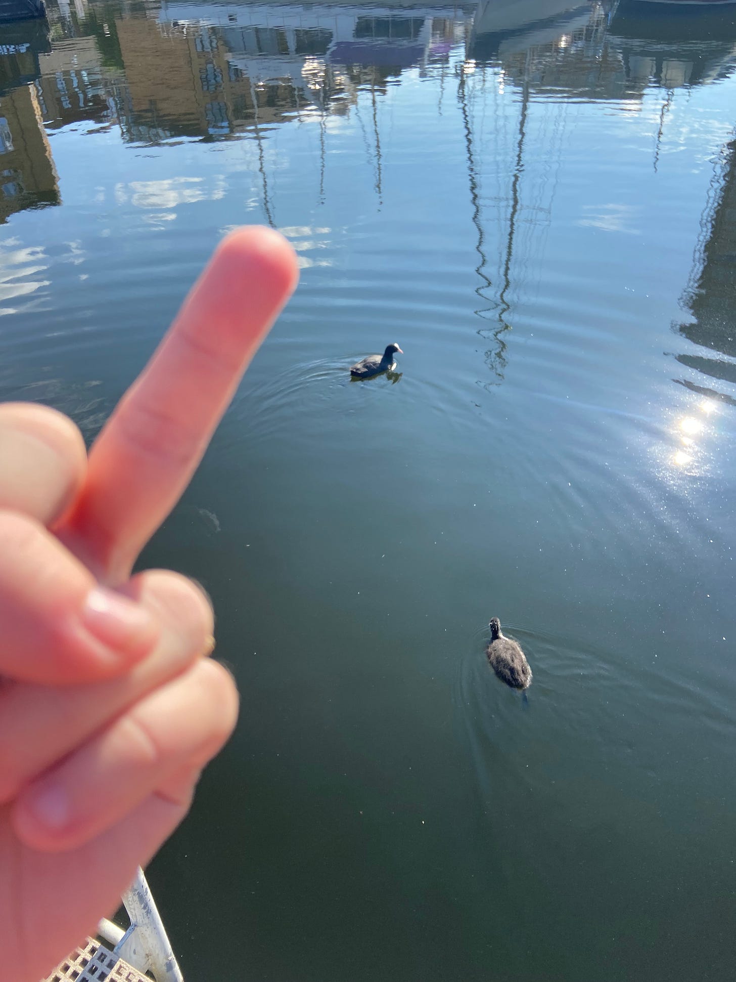 Meghan is giving the finger to two coots in the water.