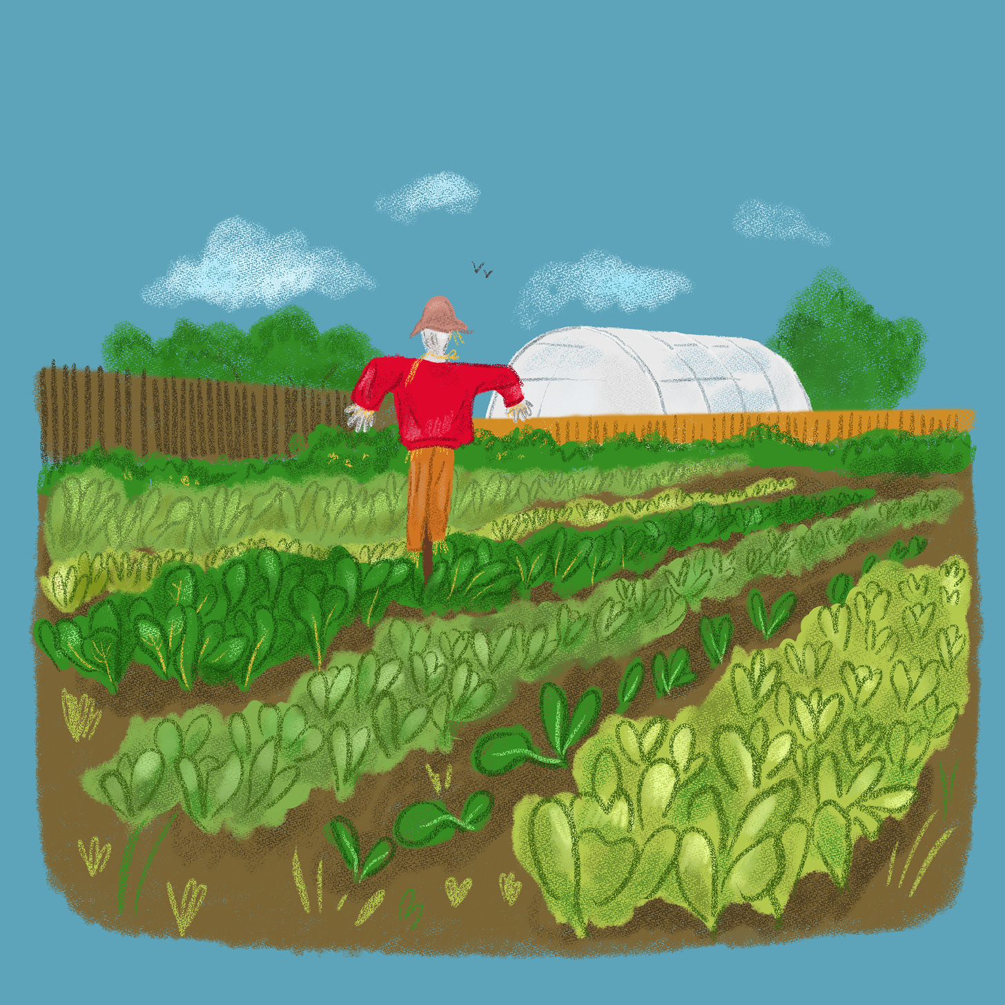 Image of a scarecrow with a red shirt in a field of narrow beds filled with lush green vegetables. A polytunnel is in the distance. The sky is vivid blue with a few fluffy clouds.