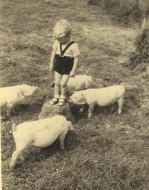 Boy and piglets