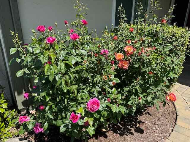 Image of a rose bush with lots of buds