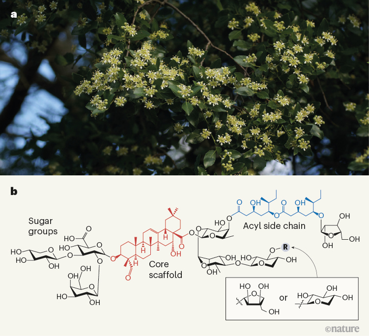 Vaccine-enhancing plant extract could be mass produced in yeast