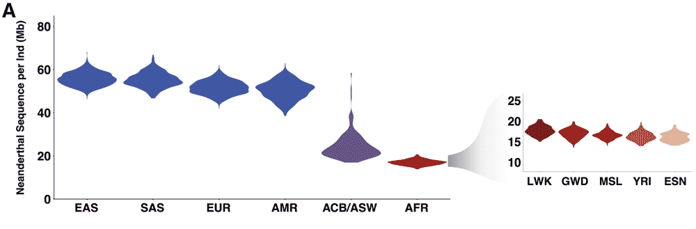 Figure showing the total length of Neandertal-derived DNA segments in varied populations, from Chen et al. 2020 Figure showing the total length of Neandertal-derived DNA segments in varied populations, from Chen et al. 2020
