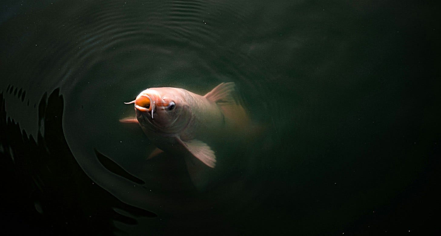 fish breaking the surface of the water
