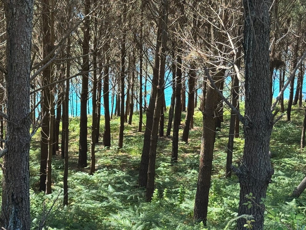 A forest of trees with blue water in the background

Description automatically generated