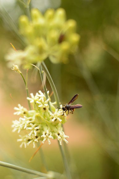 small wasp on desert milkweed (asclepias subulata)