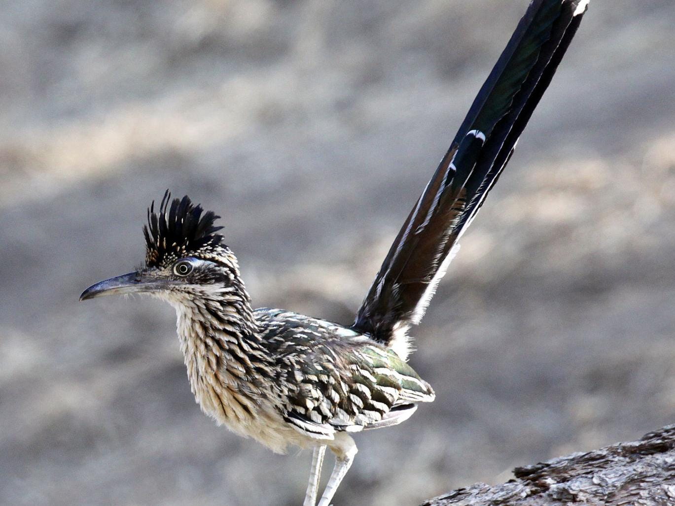 Pen in Hand: Feathered dinosaurs: Roadrunners thrive in the Tehachapi  Mountains | Lifestyle | tehachapinews.com