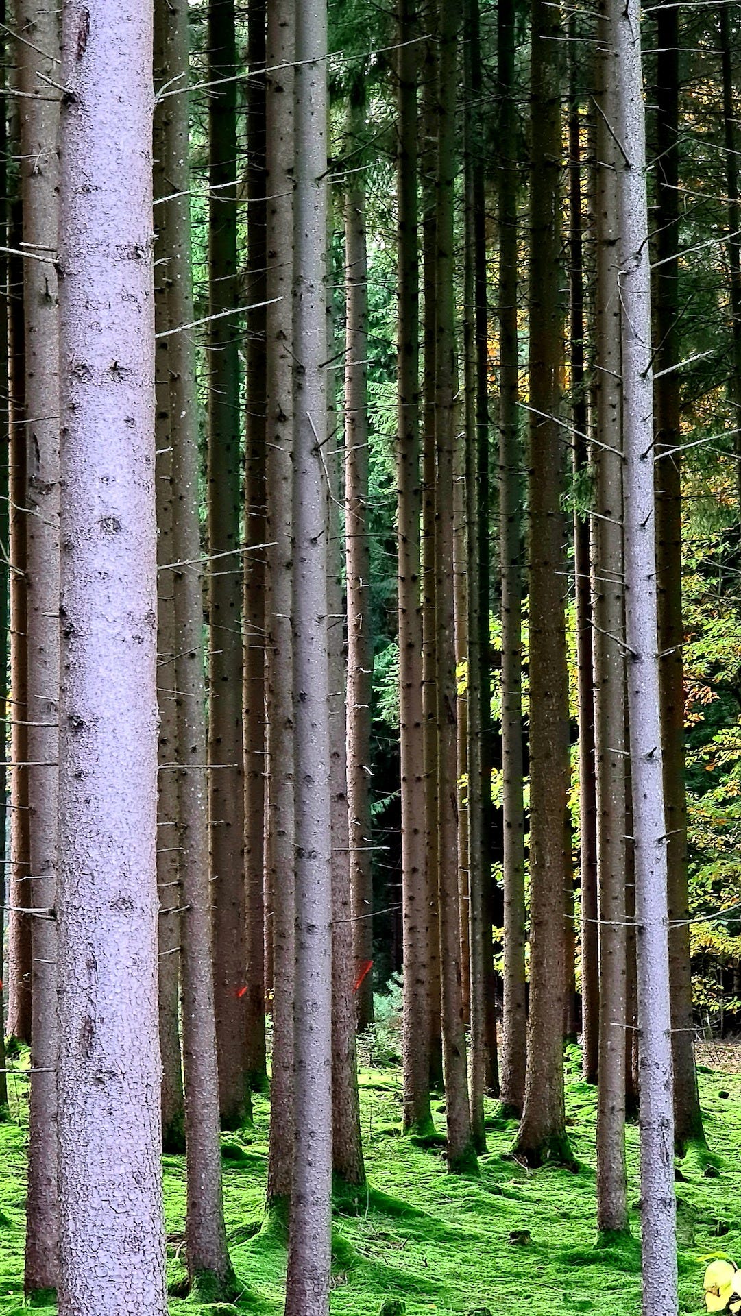 Alberi con tronchi sottili e alti, che poggiano su un muschio verdissimo e soffice