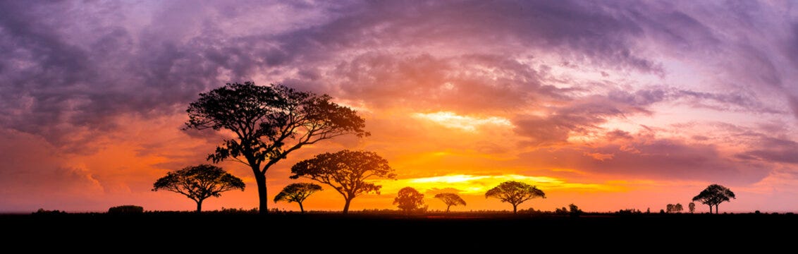 Panorama silhouette tree in africa with sunset.Tree silhouetted against a  setting sun.Dark tree on open field dramatic sunrise.Typical african sunset  with acacia trees in Masai Mara, Kenya Stock Photo | Adobe Stock