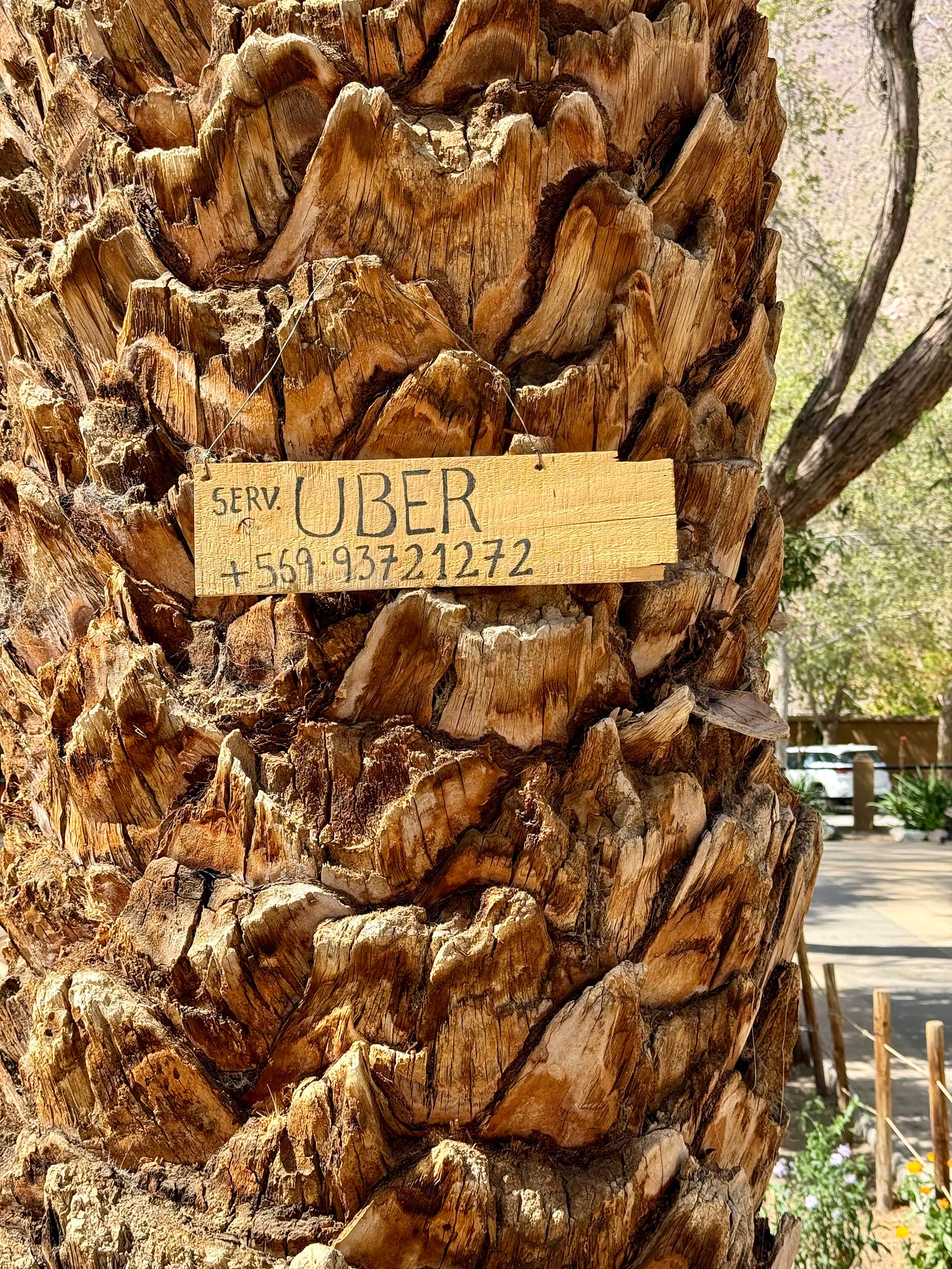 Un cartel en un árbol anuncia un servicio de auto con un número de teléfono y, para que todo el mundo entienda, le llama Uber. Foto propia.