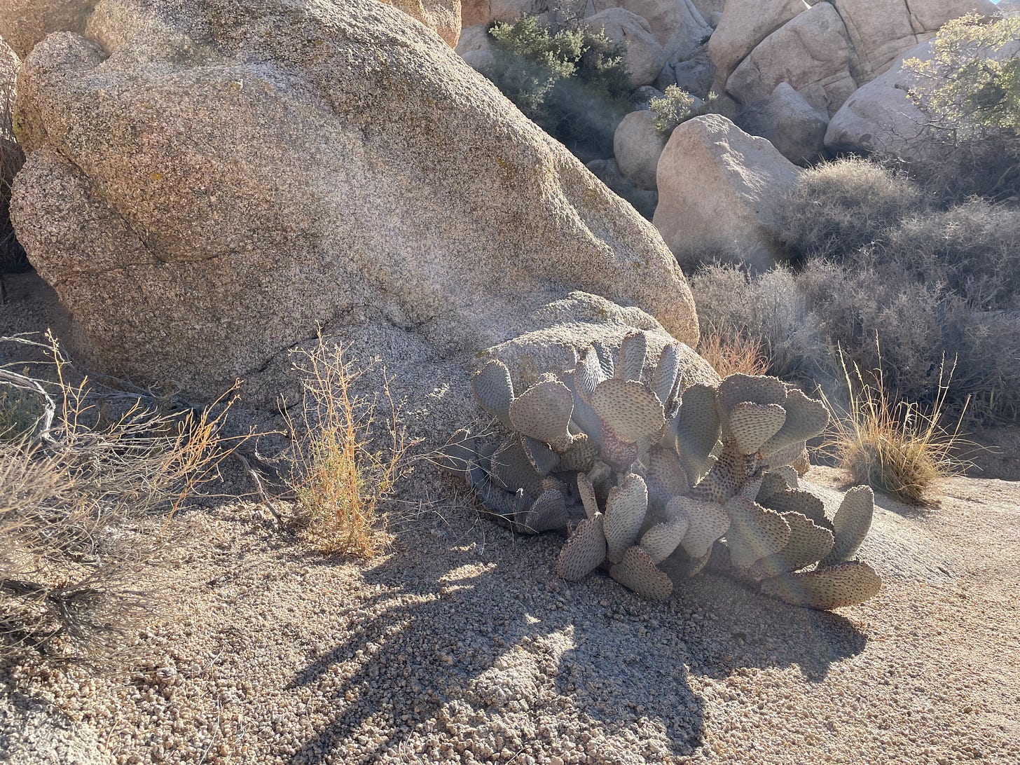 A green cactus with heart-shaped paddles rests on the ground in front of a brown rock. There are small bushes in the foreground.