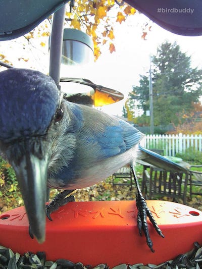 Close-up photo of a blue scrub jay perched on a red feeder, taken from inside the feeder.