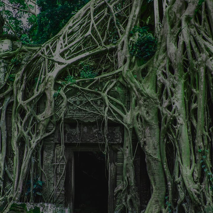 A doorway surrounded by tree roots