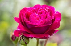 Pink Roses | gardenersworld.com | BBC Gardeners World Magazine
