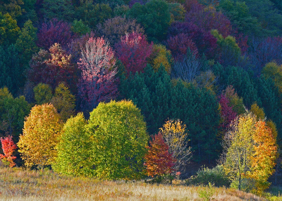 October's Somber Mood by Naber