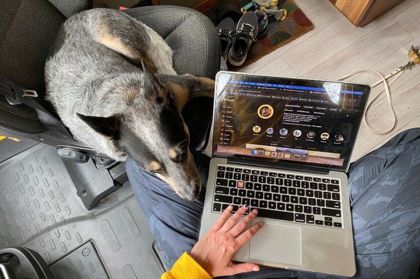 Scout the blue heeler rests her chin on my knee as my laptop sits on my other leg, the browser open to our Instagram account