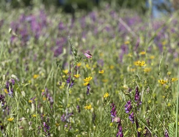 spring yellow and violet flowers