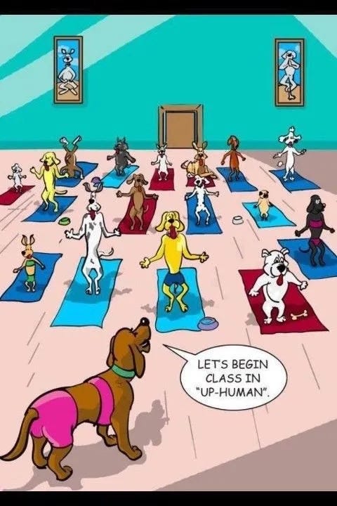 dogs, dog, yogi, yoga, humor, love, laugh, smile, asana, pose, meditation, enlightenment