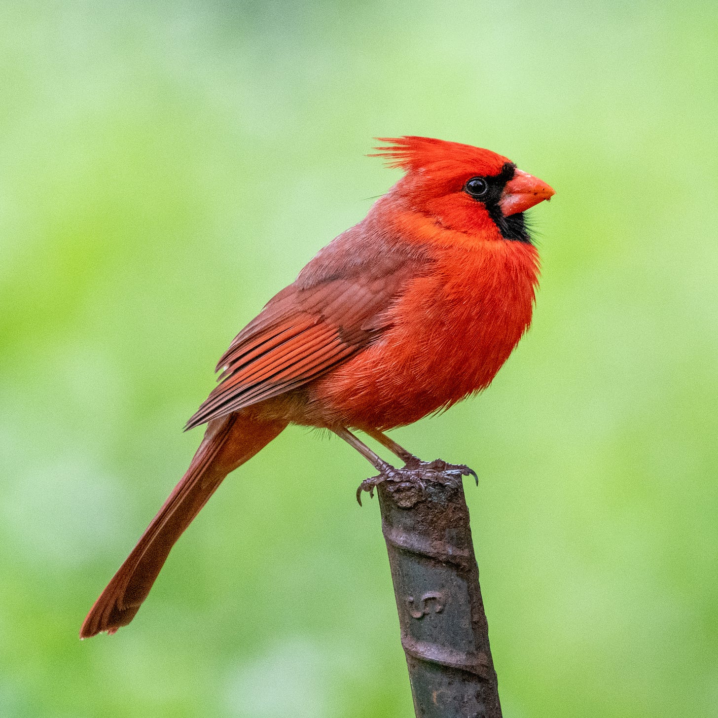 A male Northern cardinal is perched on a steel fence stake