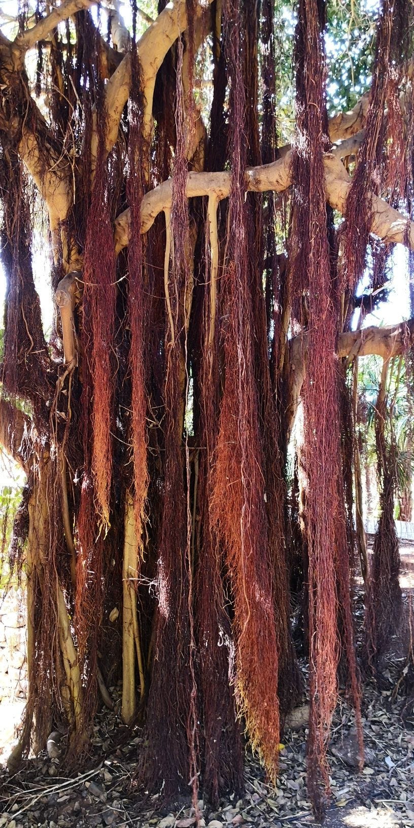 Ficus rubiginosa [Port Jackson Fig - Trunk & aerial roots - Wikipedia - Aliab].jpg