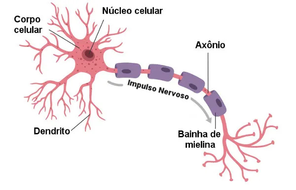 Imagem de como é composto um neurônio do cérebro humano.