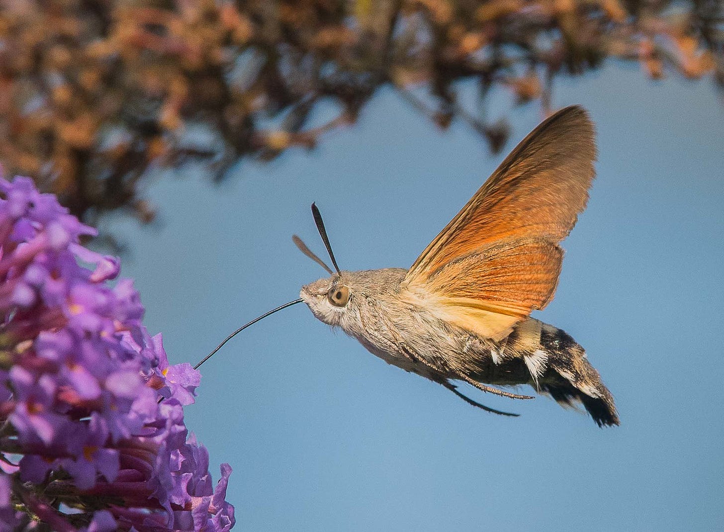 Humming-bird Hawk-moth | Butterfly Conservation