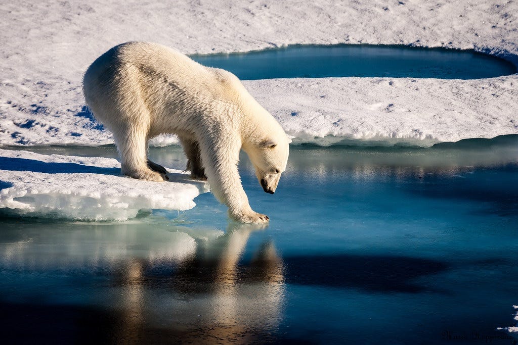 A polar bear standing on a patch of solid ice reaches out with one paw to test thinning sea ice that's covered in dark blue water.