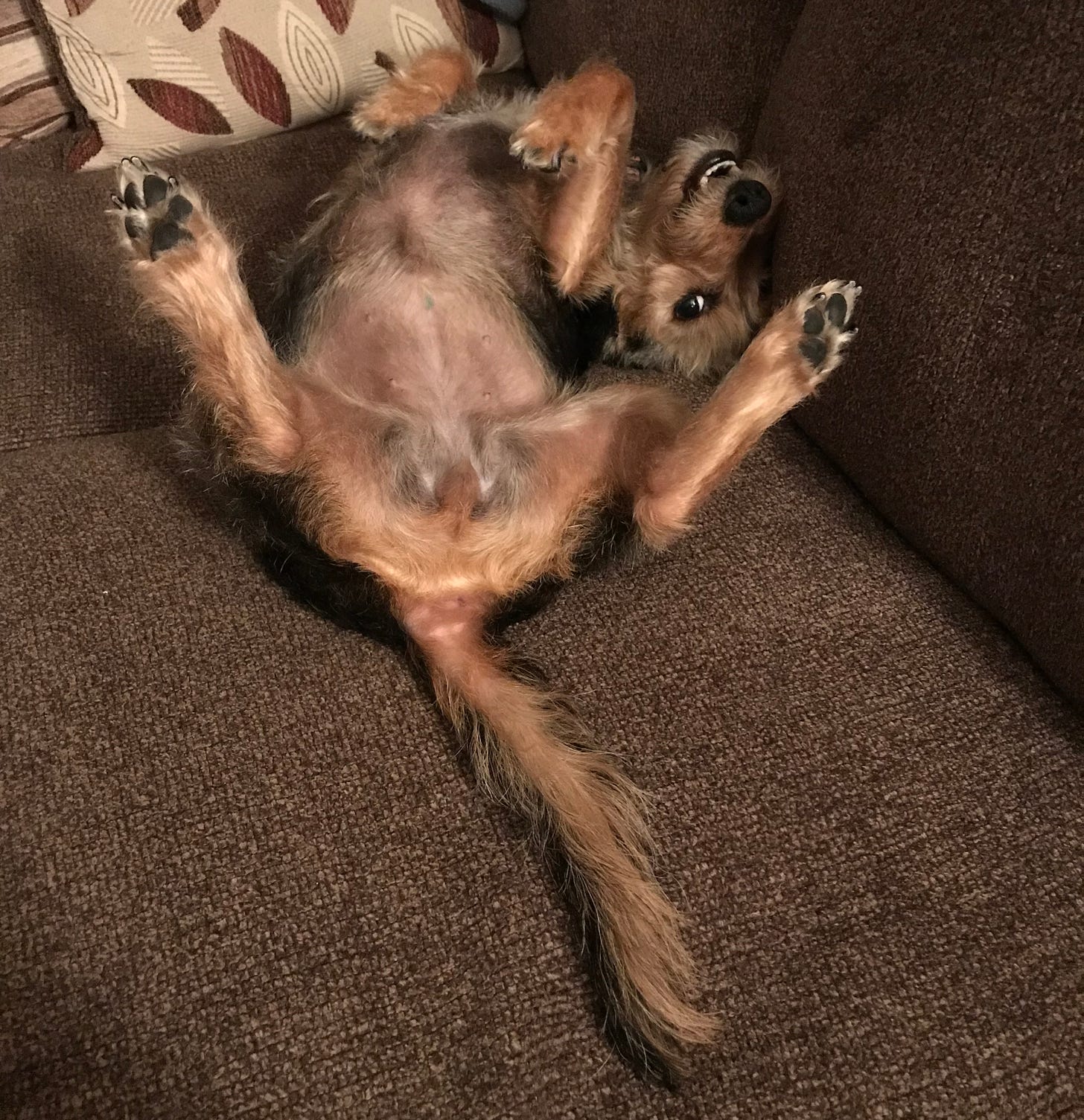 A small tan and black terrier wiggling on her back on a couch